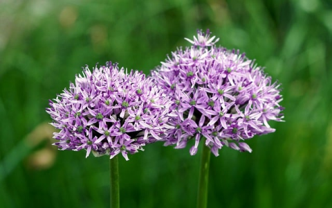 主流香港虚拟主机推荐-VPS联盟