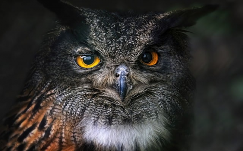 做网站用虚拟服务器可以吗-VPS联盟