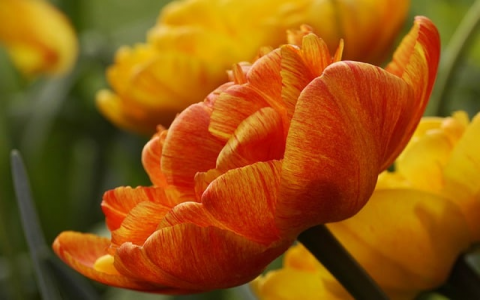 租用服务器优势-VPS联盟