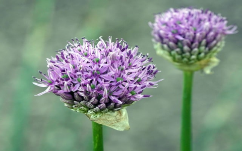 租用服务器哪里好-VPS联盟