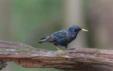 主机详解-VPS联盟