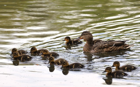 主机托管价格-VPS联盟