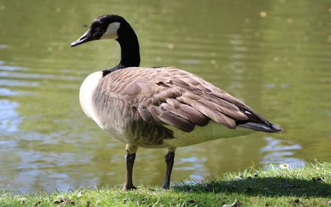 主机外面的线路介绍-VPS联盟