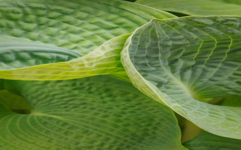 主机托管-VPS联盟