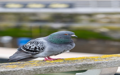 主机屋的空间怎么样-VPS联盟