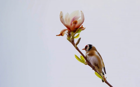 主机屋好吗-VPS联盟