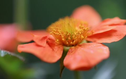 主机位置-VPS联盟