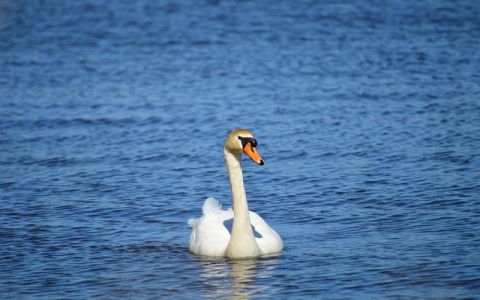 主机域名不能被识别怎么办-VPS联盟