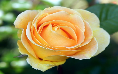 主机授权-VPS联盟