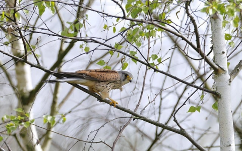 主机屋怎么绑定域名-VPS联盟