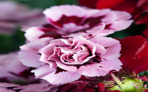 主机托管费用5g-VPS联盟