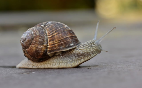 租服务器价格-VPS联盟