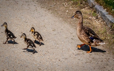 最快云免服务器租用-VPS联盟