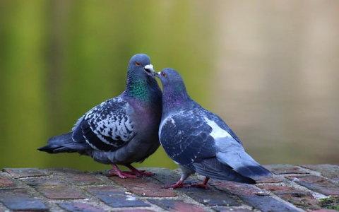 最便宜服务器托管-VPS联盟