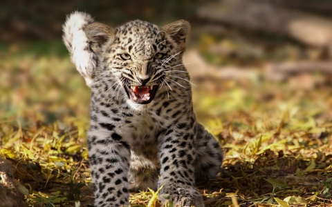 主机托管 费用-VPS联盟