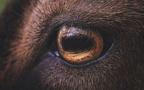 综合网服务器美国-VPS联盟