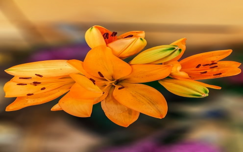 主机托管服务标准-VPS联盟