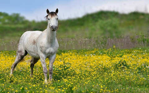 主机位和地址数-VPS联盟