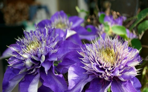 主机特征号-VPS联盟