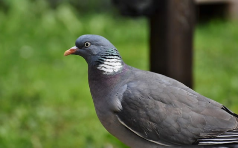 租服务器 华为-VPS联盟