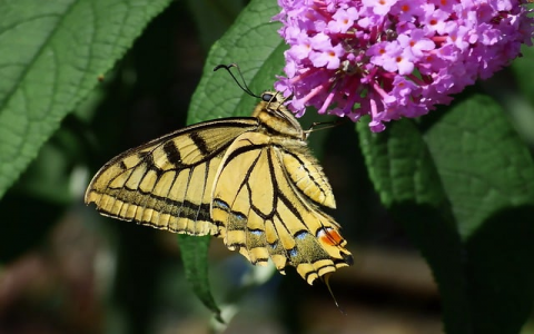 最便宜的后缀域名-VPS联盟