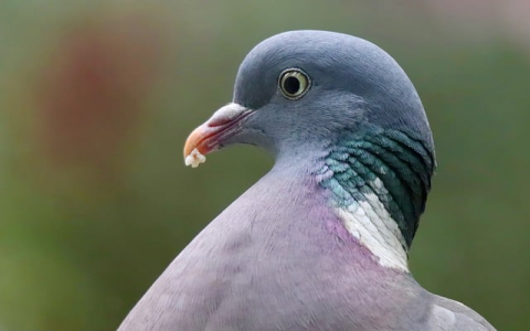 主机域名格式-VPS联盟