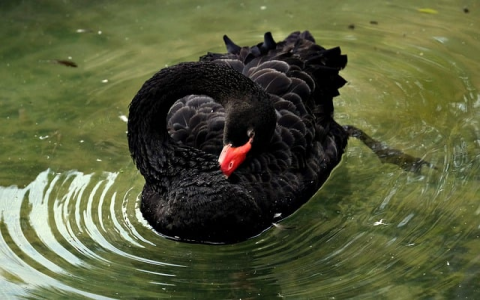 租用 主机-VPS联盟