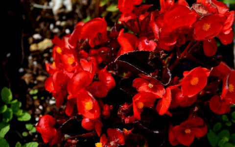 主机屋 云服务器-VPS联盟