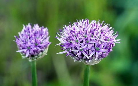 自己的服务器不备案-VPS联盟