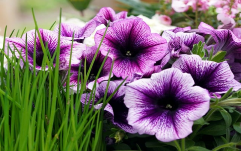 主机屋vip价格-VPS联盟