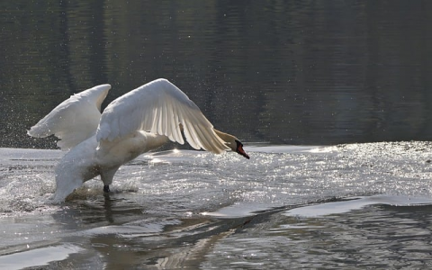 租用香港服务器-VPS联盟