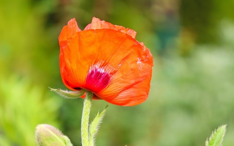 主机托管服务提供哪些服务-VPS联盟