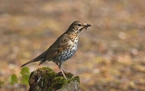 主机屋终身vip码-VPS联盟