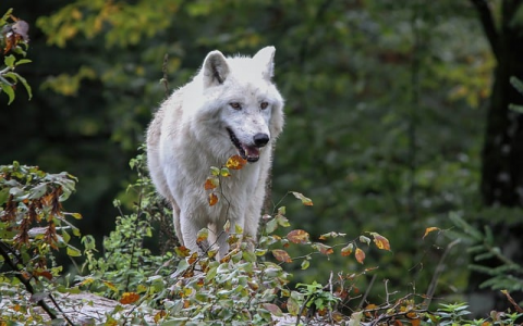自定义域名注册-VPS联盟