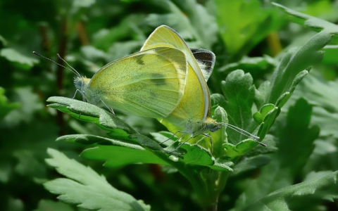 主机屋收费虚拟主机怎么样-VPS联盟