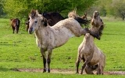 主机屋的免费空间有广告吗-VPS联盟