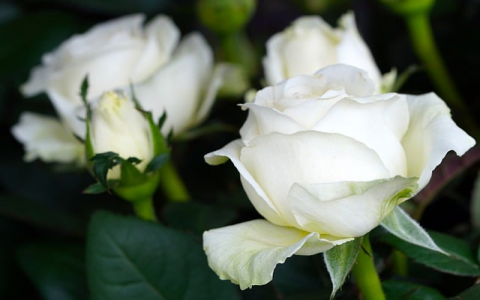 主机屋vps ftp-VPS联盟