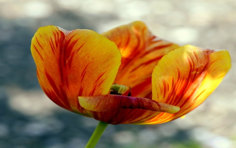 租外国服务器2人用-VPS联盟