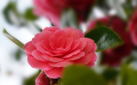 主机在上海的云服务器-VPS联盟