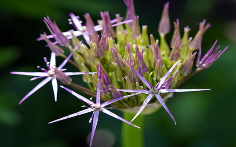 主机屋 dns-VPS联盟