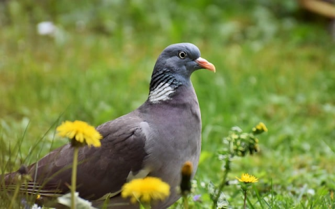 租用网通服务器-VPS联盟