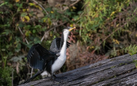 最新版qq空间怎么换号登陆-VPS联盟