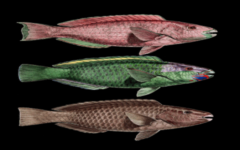 主机屋免-VPS联盟