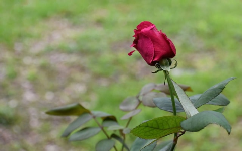 租网络服务器-VPS联盟