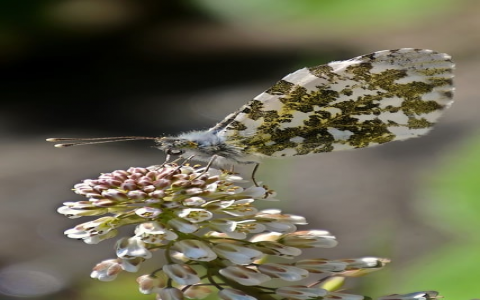 租用vps主机-VPS联盟