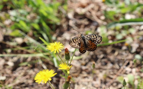 主机屋免费vps-VPS联盟