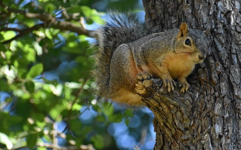 主机网络域名-VPS联盟