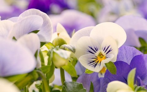 主机屋 系统域名-VPS联盟