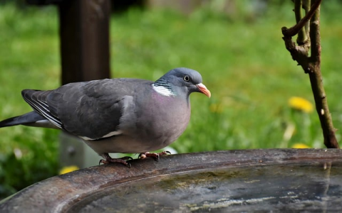 最稳定的免费空间-VPS联盟