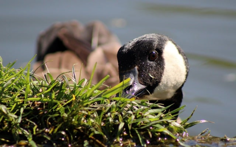 主机屋vps网站助手-VPS联盟